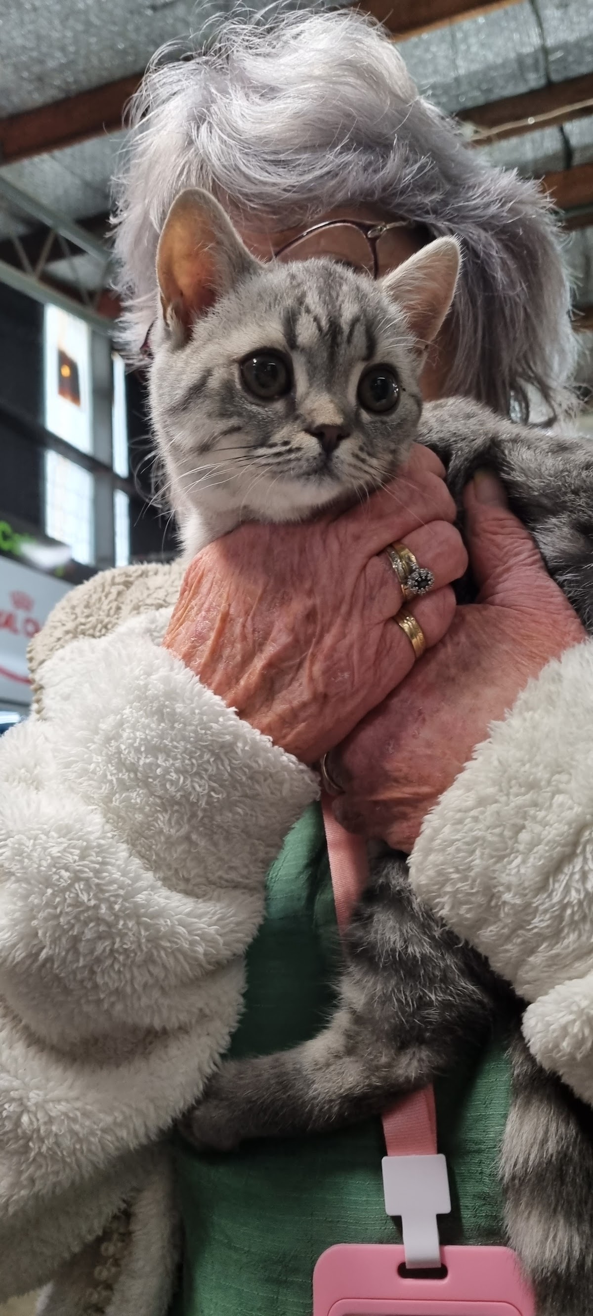 A customer cradling a silver tabby kitten in the shop
