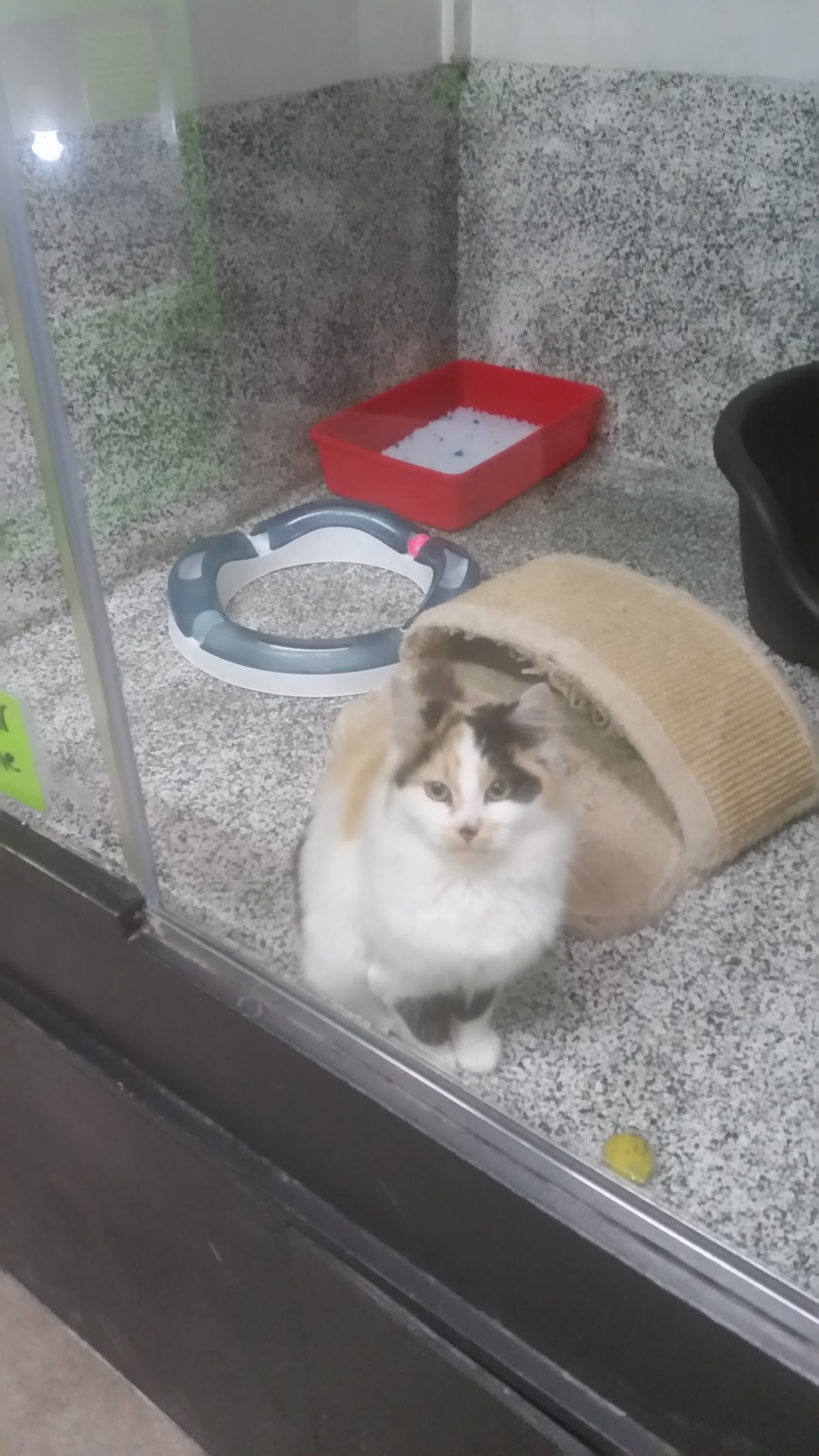 A calico kitten settled in a clean cattery enclosure