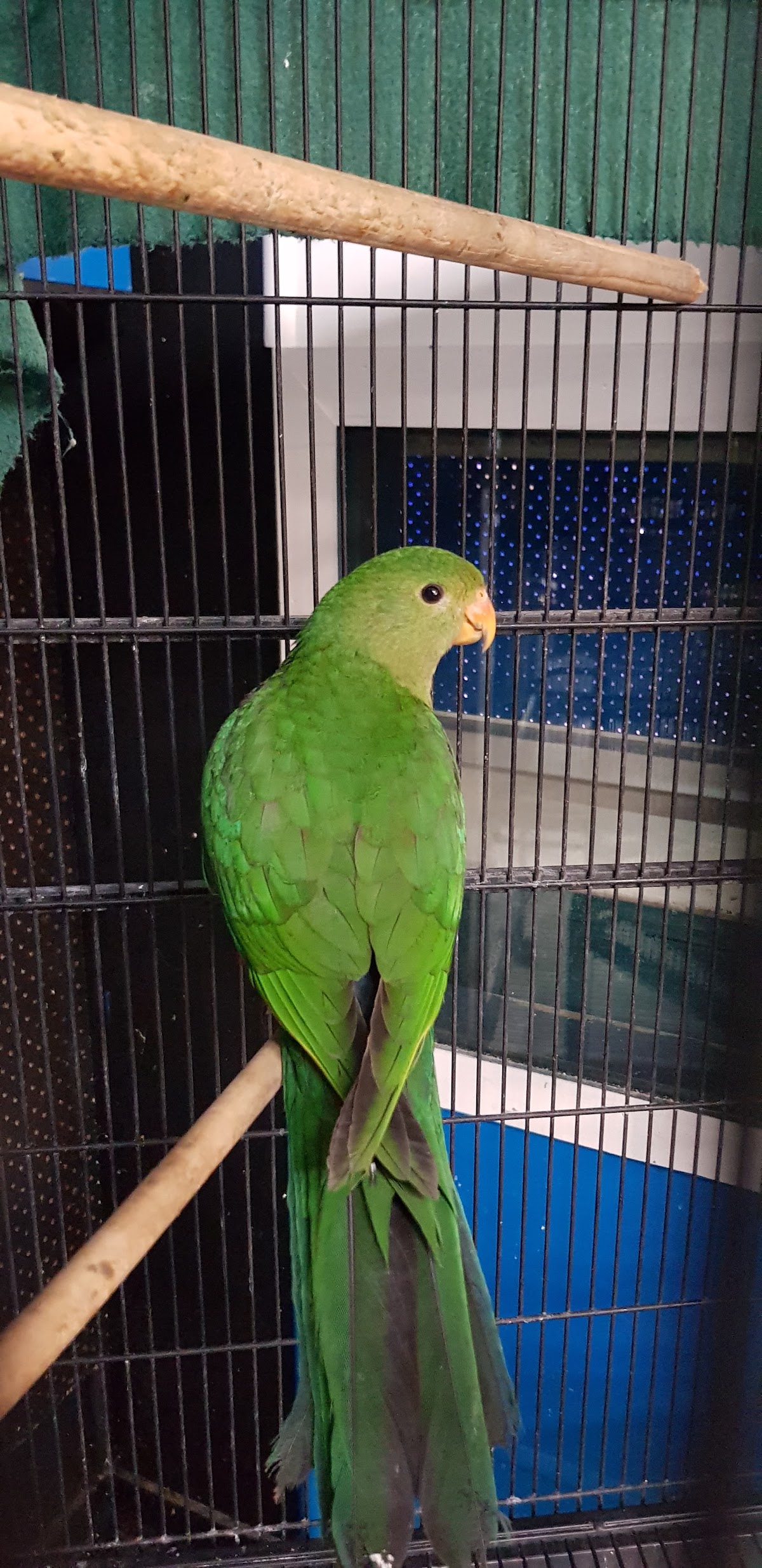 A bright green parrot perched in the bird section
