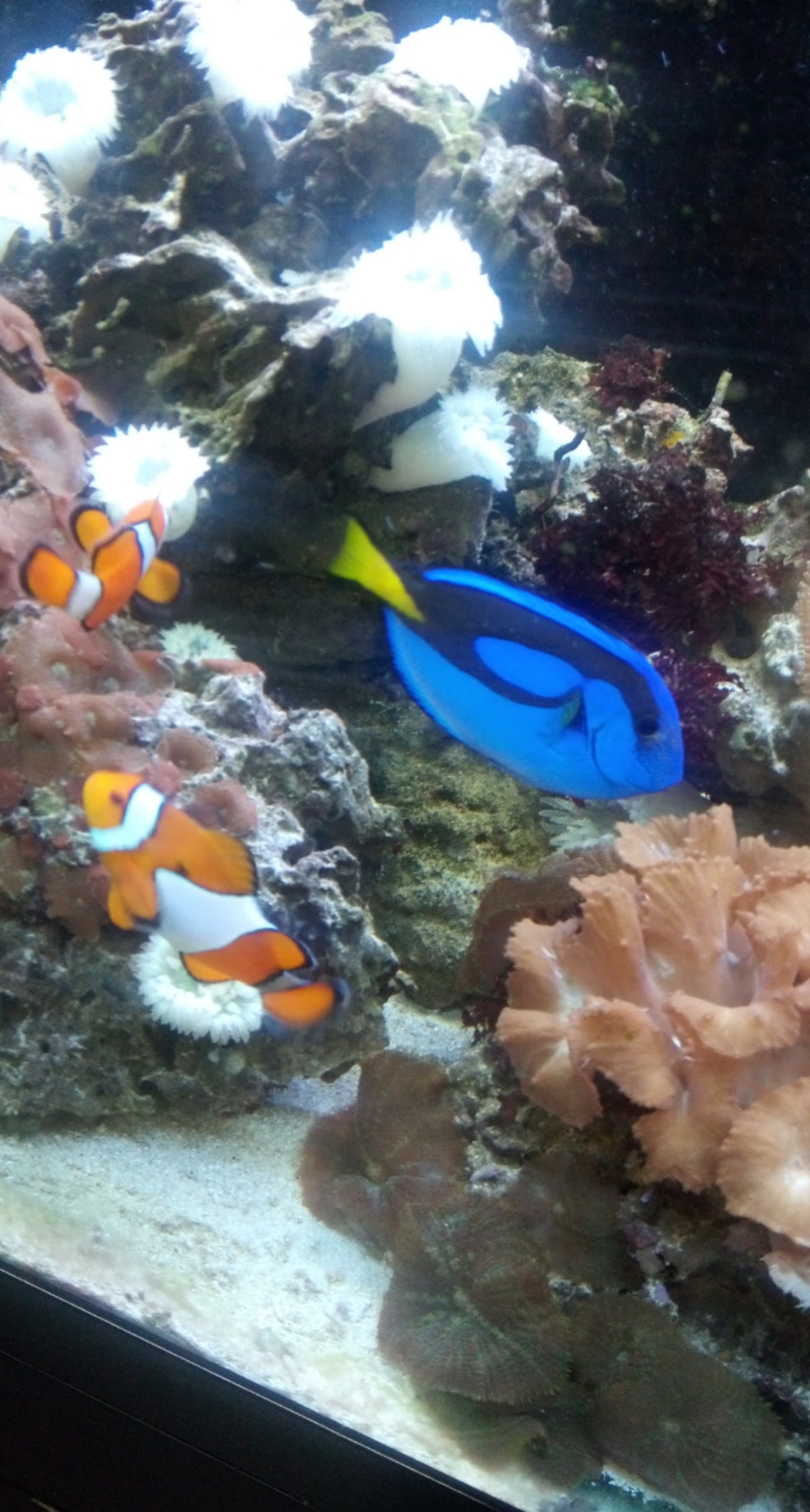 The saltwater reef tank with clownfish, a blue tang and live coral