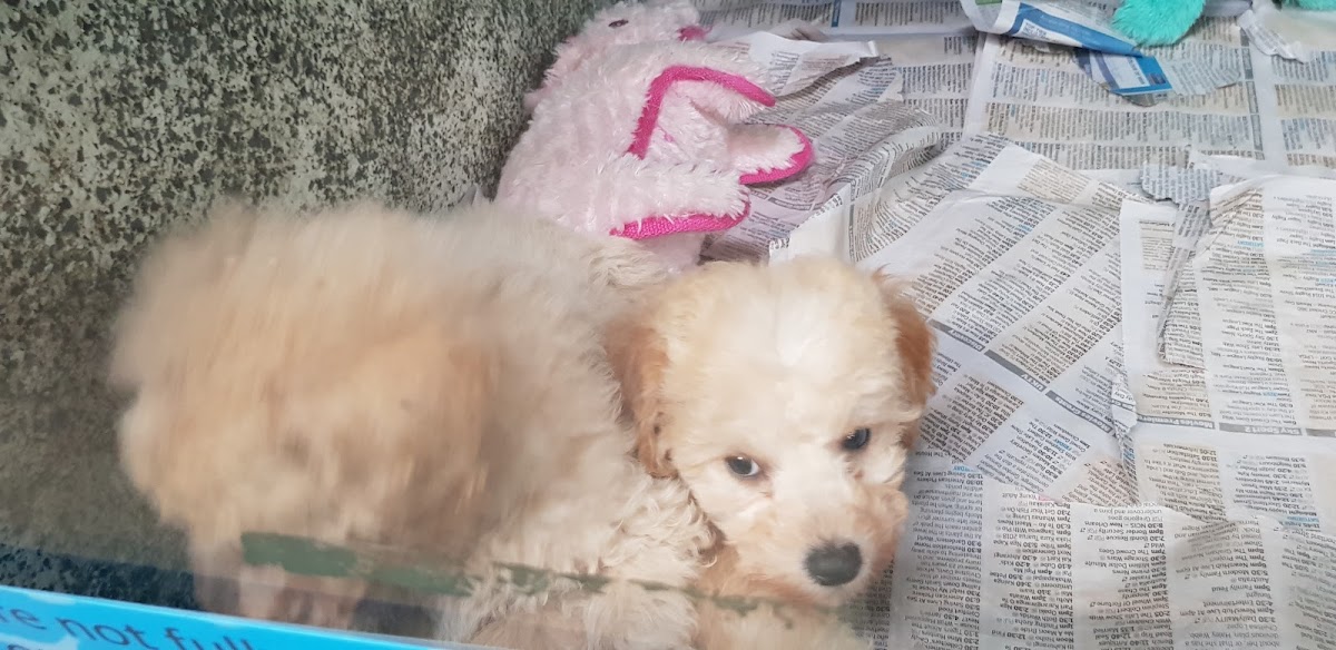 A fluffy apricot puppy waiting in the shop