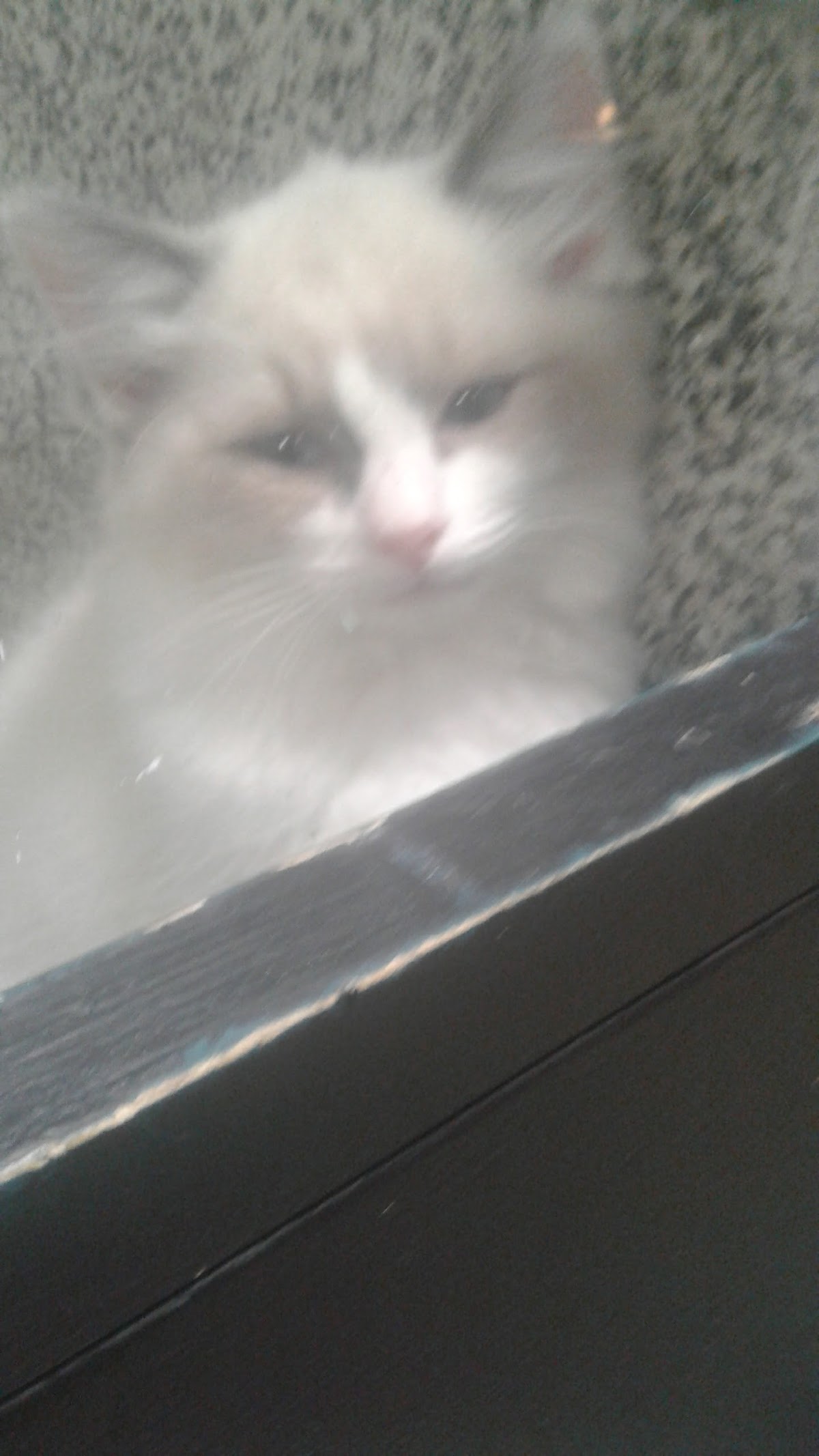 A fluffy white cat resting in the shop